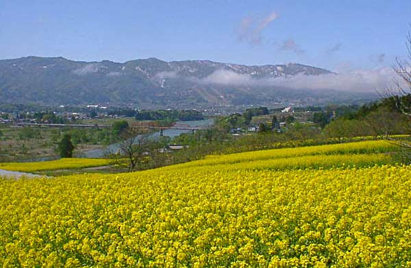 菜の花公園 飯山市 信州の旅 Com