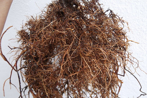 Cryptomeria japonica material