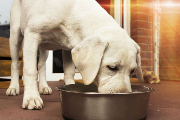 dog_eating_body_image_