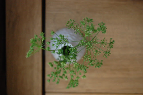 parsley, bolted