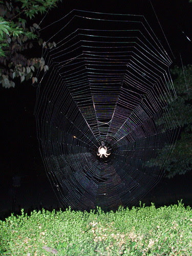 Orb Spider Web 