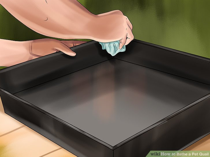 Bathe a Pet Quail Step 17.jpg