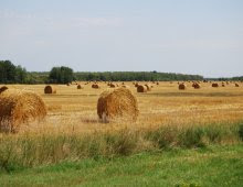 un campo agricolo