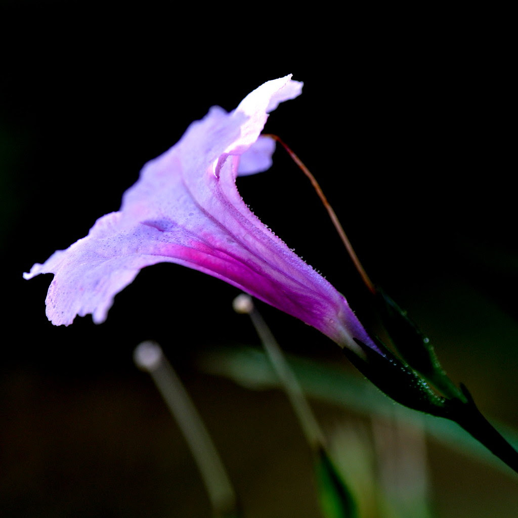 Nature's light bulb 大自然的灯泡 ...