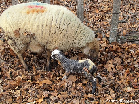 Helga cleaning up her newborn lambs (11) - FarmgirlFare.com