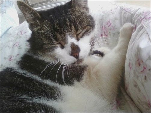 Kitty photo -  cat tests
