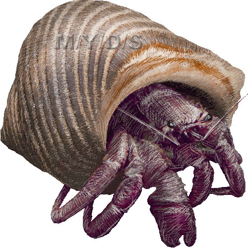 宿借 寄居虫 ヤドカリのイラスト 条件付フリー素材集