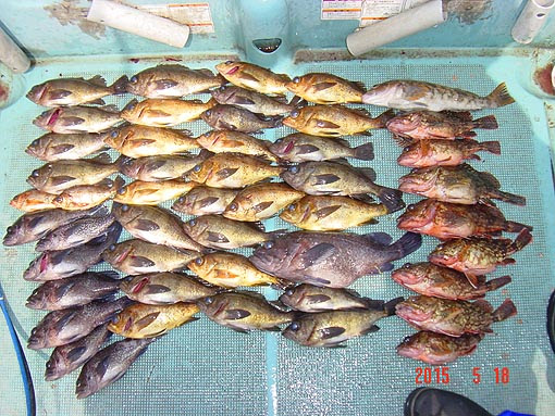 Test Fishing 15 5 18 鯵ヶ沢沖 漁船釣り 凪ウネリ強い 水温13度大潮 満潮3 34 干潮8 32 満潮13 58 ポイントｃ 朝4時出航 沖はウネリが強いですね 鯵ヶ沢の根魚は干満の差が大きいと魚が動きます普段 釣れない様な 大きい魚が釣れるのもこの潮周り