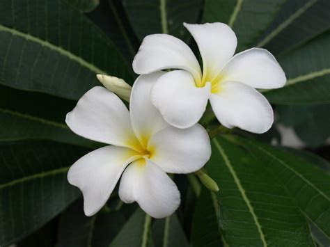 One of the best annua. Plumeria Flower - We Need Fun