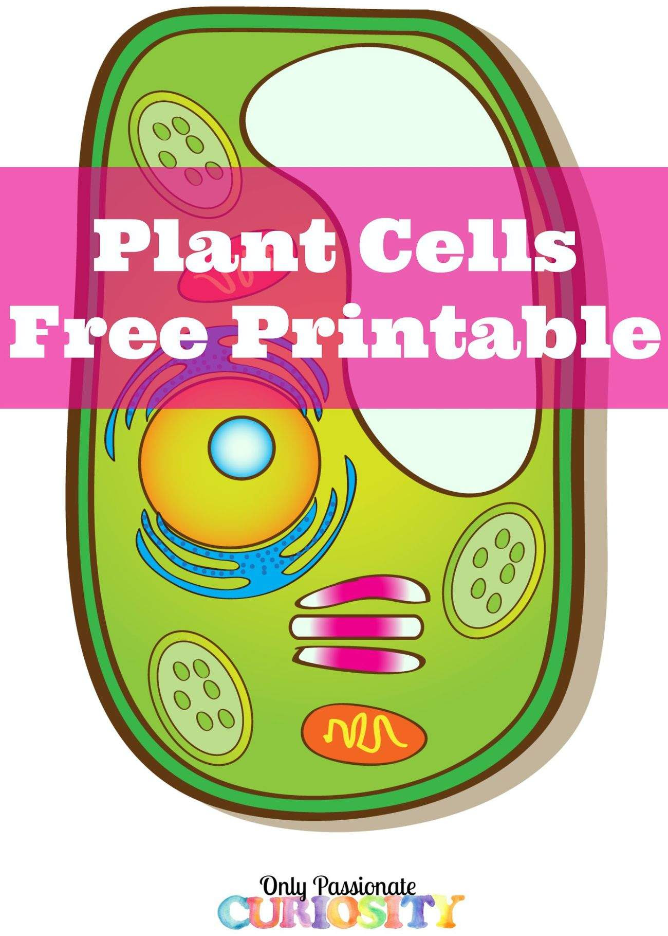 Learning About Plant Cells {Free Printable} – Only Passionate Curiosity