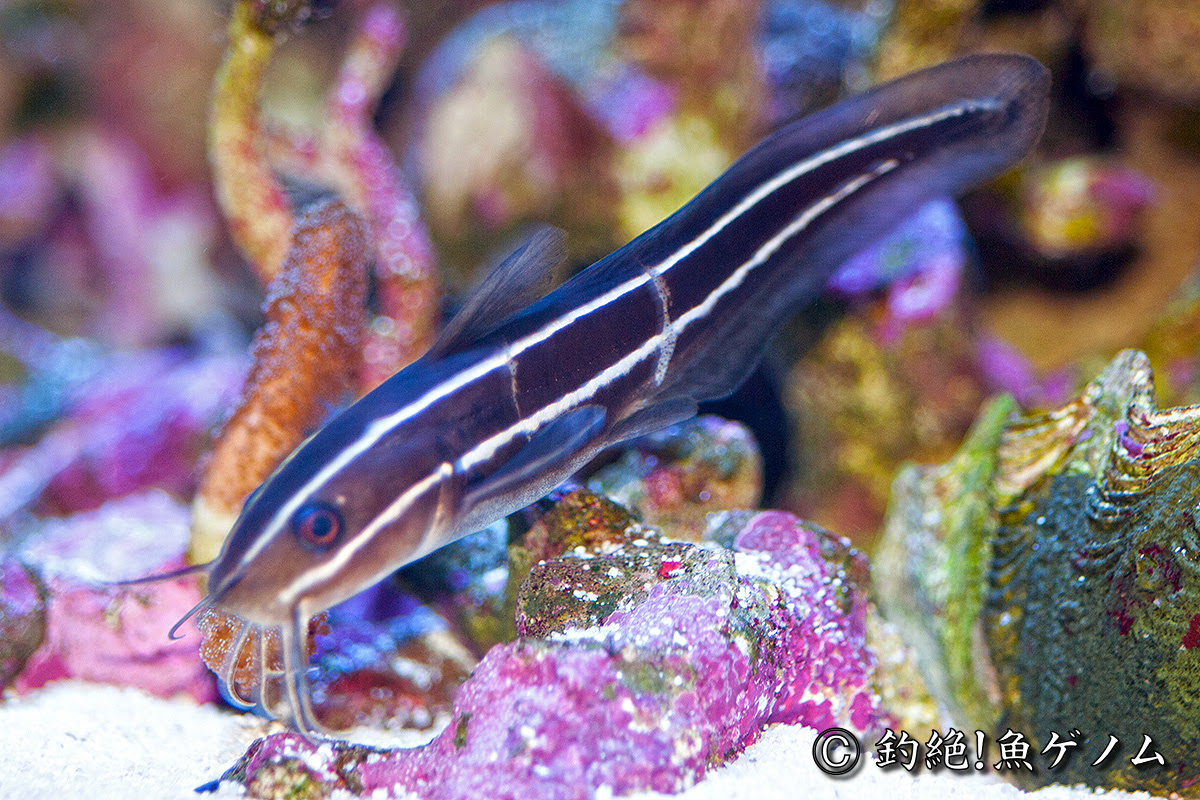 ゴンズイ専門 釣絶 魚ゲノム