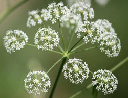 ドクゼリ 毒芹 花言葉 プリザーブドフラワー 花の贈り物