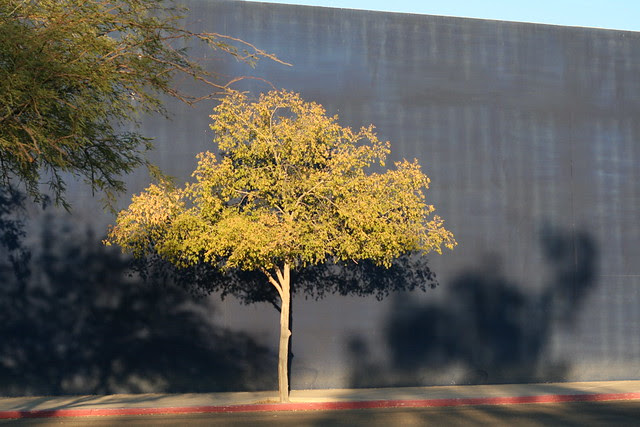 tree with blue wall