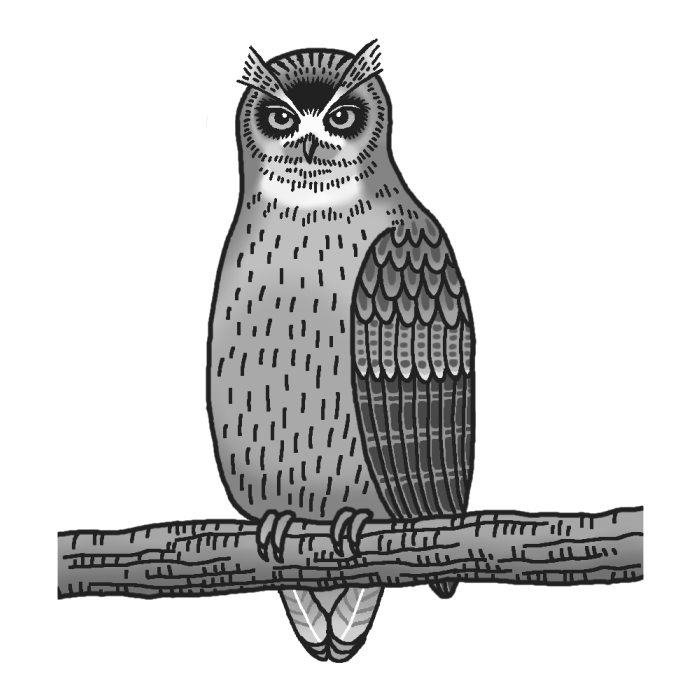 シマフクロウ1 モノクロ 鳥 動物の無料イラスト素材