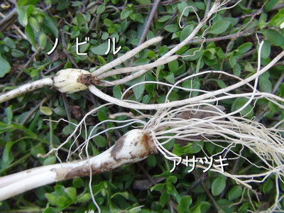 山菜あさつき 山菜のびる 見分けが出来ますか 山菜きのこ直売所 ちいくろ