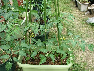 ミニトマト ま ちゃんの野菜づくり