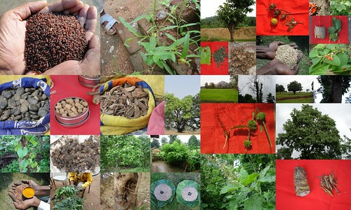 Validated, Promising and Potential Medicinal Rice Formulations for Bone Diseases (अस्थि रोग) with Diabetes mellitus Type 2 (मधुमेह) Complications (TH Group-433) from Pankaj Oudhia’s Medicinal Plant Database by Pankaj Oudhia