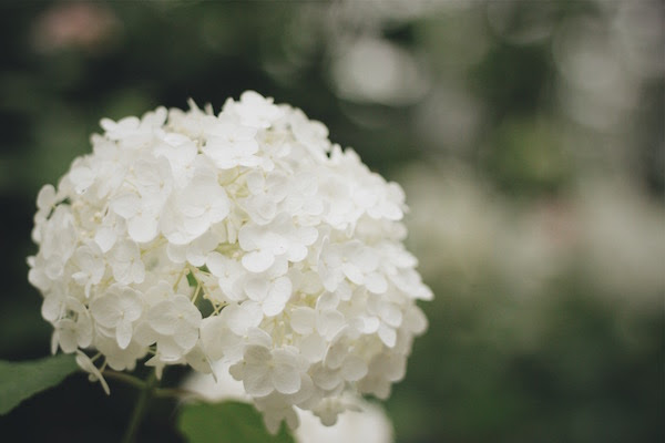 紫陽花の種類が知りたい 白くて小さい妖精のようなあの花はなに ニッポン百識