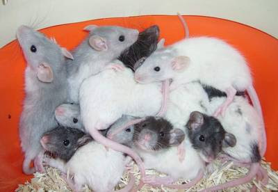 Abracadab Rats Tout Sur Le Rat Domestique Theme By Groovy Lizard