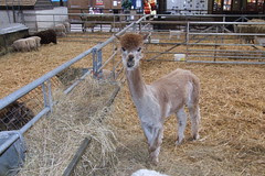 Bocketts Farm #9