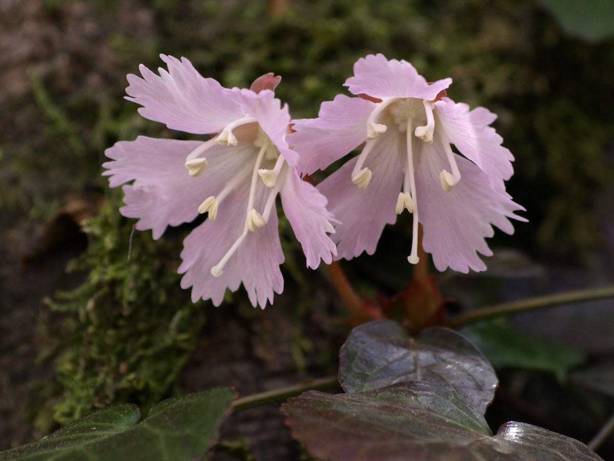 野の花 山の花 ５月