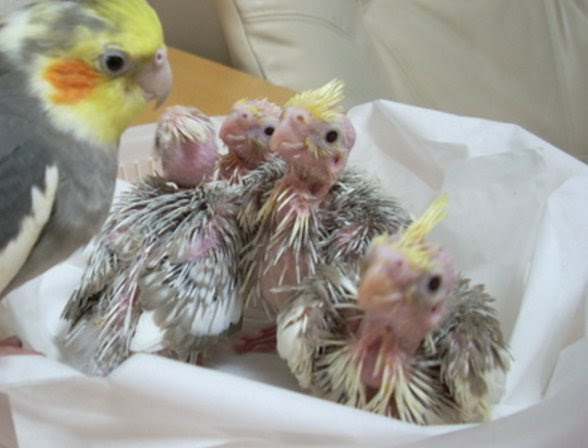 オカメインコの雛は睡眠時間が大事 寝方や温度 体重で管理しよう りみっとブレイク