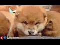 [最も人気のある！] 赤ちゃん 柴犬 子犬 かわいい 165554