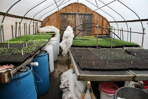 inside Gretta's hoop house