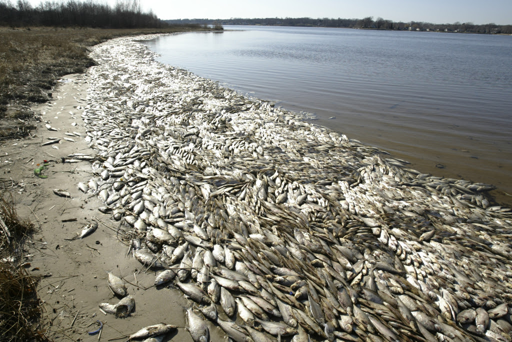 East Coast USA, Beaches where dead fish 
