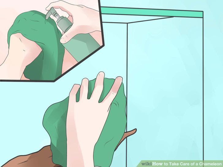 Take Care of a Chameleon Step 8 Version 2.jpg