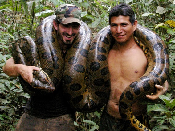 Anaconda Snake Pictures