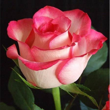 rose flower