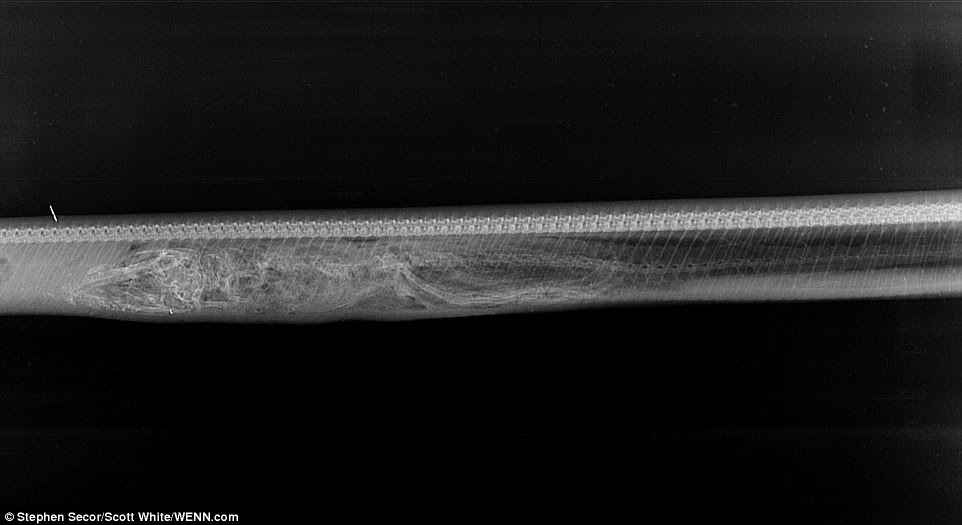 Day 2: The soft tissue has been dissolved away and the skeleton is also starting to break down inside the python's small intestine. After a large meal the python floods its small intestine with powerful enzymes and acid, while its metabolic rate increases by forty times