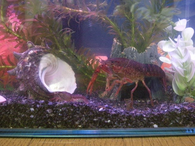ザリガニ釣りそして Stp おやじ
