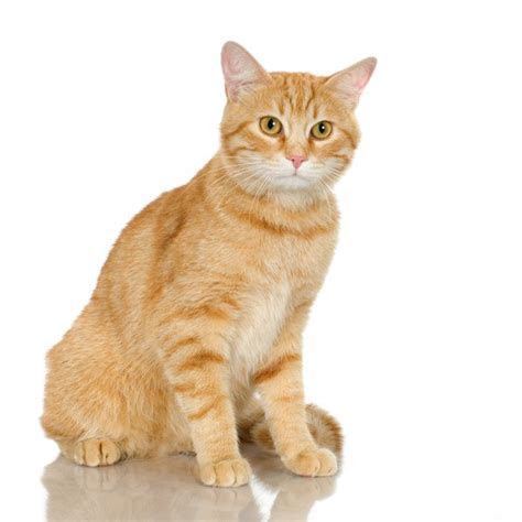 cats spray  pets