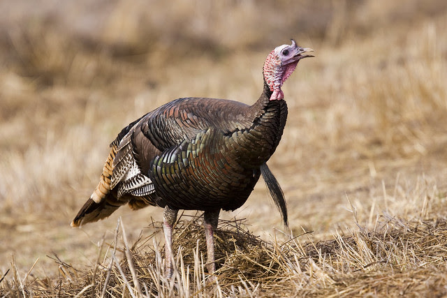 color images of turkeys. The Color of Turkeys