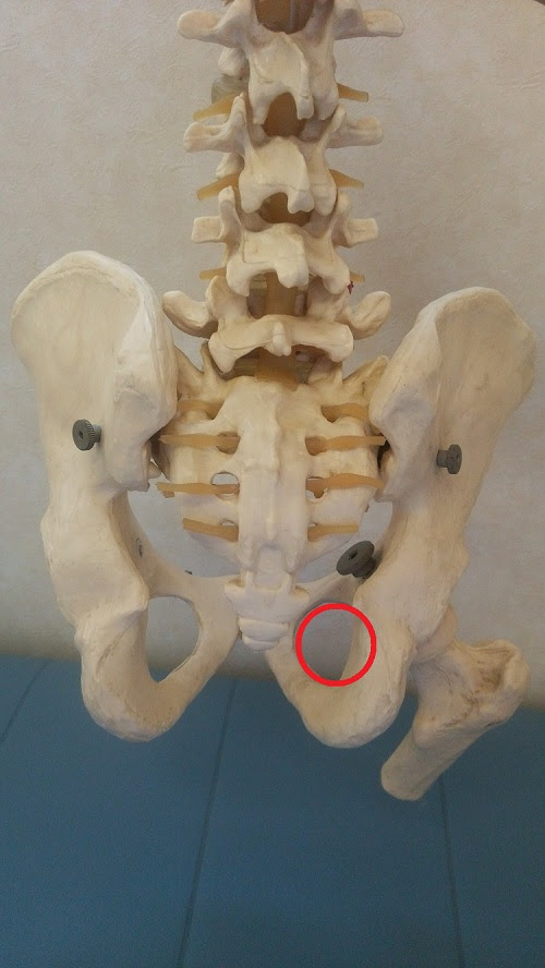 骨盤って何 その２ 吉澤整骨院
