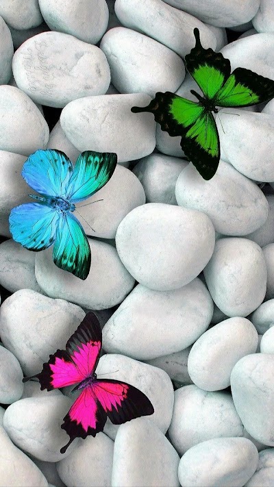 Wallpaper Butterfly Photos Wallpaper Butterfly Images Download