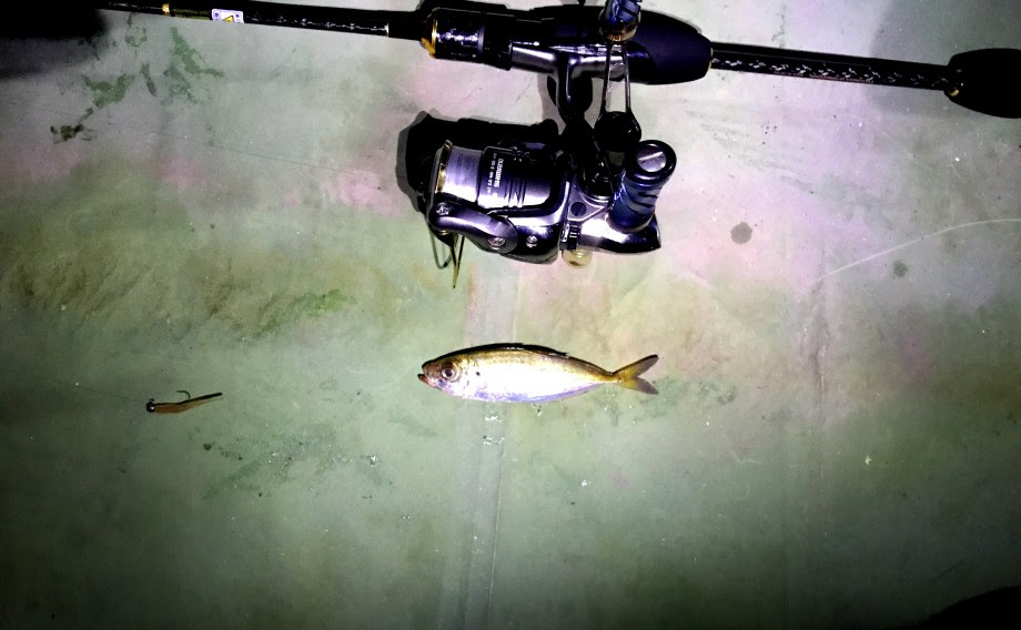 Ensyu Suruga Light Game Fishing 真夏の浜名湖アジング