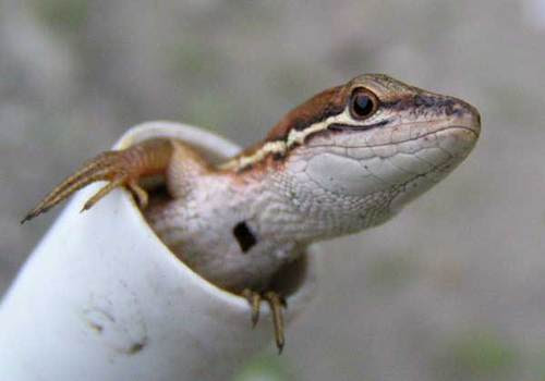 畑の生きもの かわいいトカゲ ほうれんそうの間