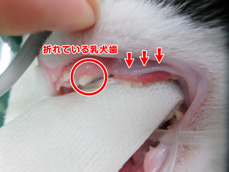 歯石除去を行い 折れた乳歯の抜歯を行いました クッキー動物病院 歯科外来