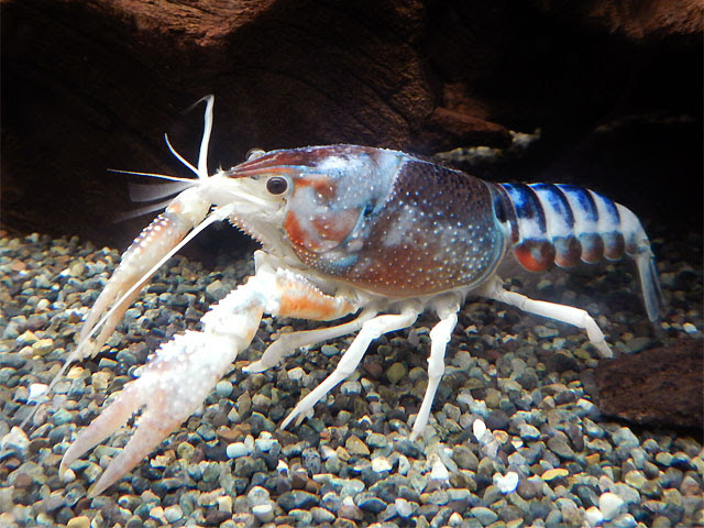 佐倉ザリガニ研究所 アメリカザリガニ体色図鑑