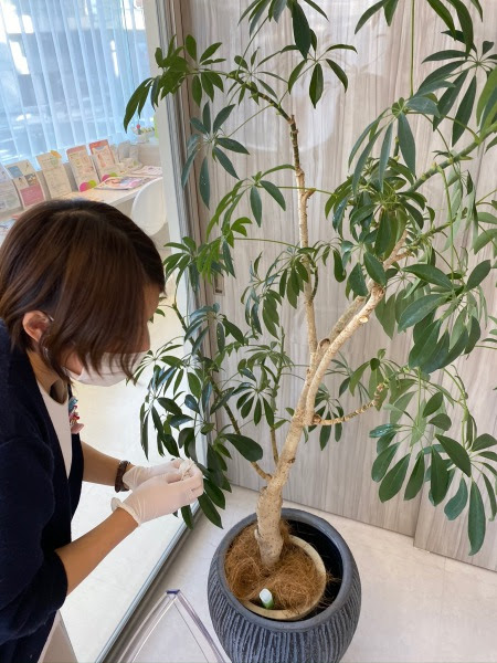観葉植物たち なんぶ甲状腺クリニック 甲状腺疾患専門
