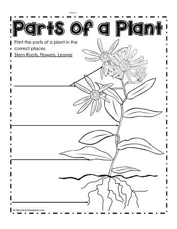 parts of a plant worksheetsworksheets, coloring