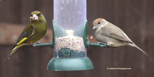 IMG_5581crop.jpg