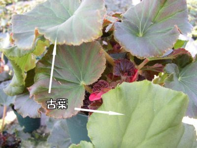 リーガースベゴニア エラチオールベゴニア 育て方 花図鑑05