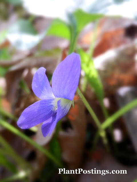 viola6