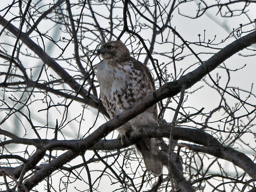 St. Nick Juvie Red-Tail