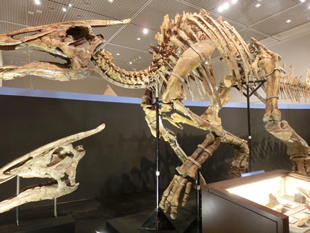 ランチ京都 時々滋賀 発掘 モンゴル恐竜化石展