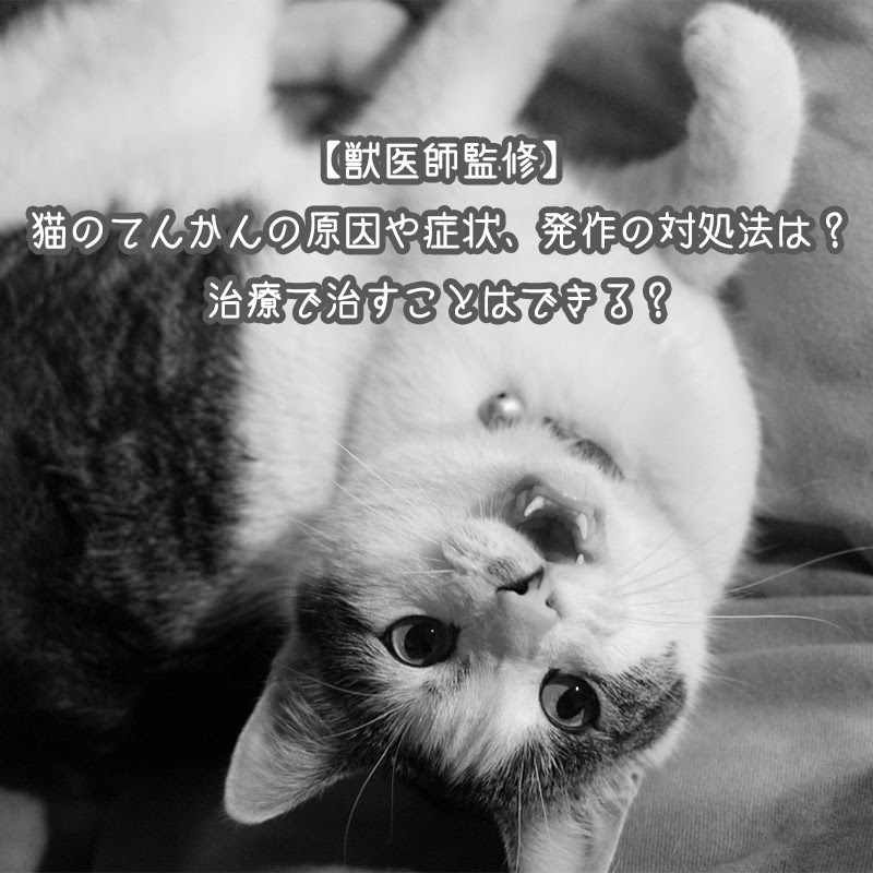 獣医師監修 猫のてんかんの原因や症状 発作の対処法は 治療で治すことはできる